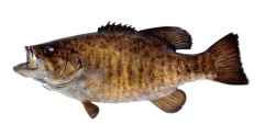 upper michigan fishing guides for Smallmouth Bass, Musky on the fly, Top-water Bass, Upper Peninsula, MI, Crystal Falls, Hemlock River, Jeff Joseph, river fishing
